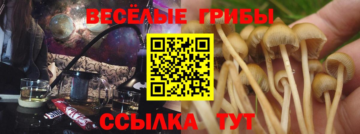 Псилоцибиновые грибы Psilocybine cubensis Артёмовский